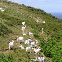 Kashmir goat, feral goat